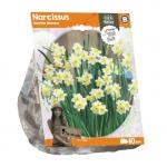 Baltus Narcissus Tazetta Minnow bloembollen per 10 stuks
